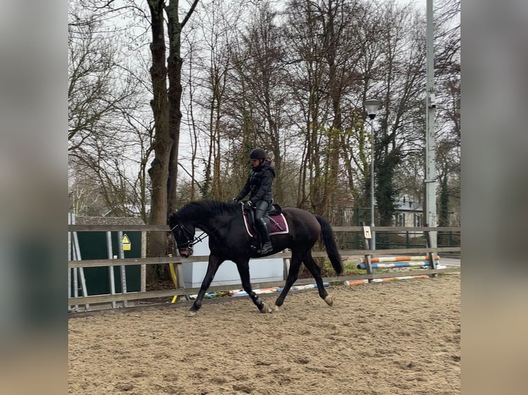 KWPN Wallach 10 Jahre 169 cm in Delft