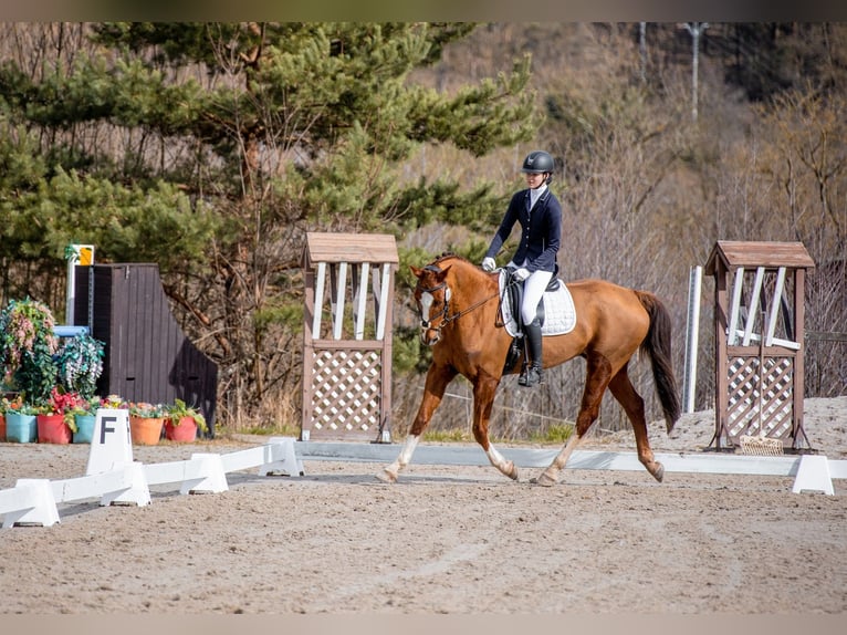 KWPN Wallach 10 Jahre 169 cm Fuchs in Pilsen