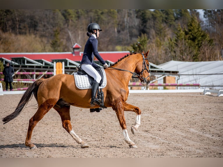 KWPN Wallach 10 Jahre 169 cm Fuchs in Pilsen