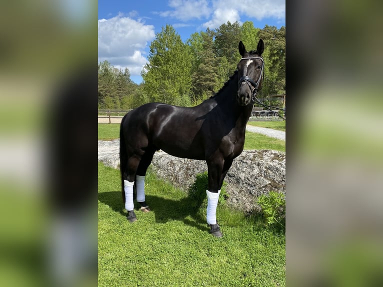 KWPN Wallach 10 Jahre 169 cm Rappe in Stockholm