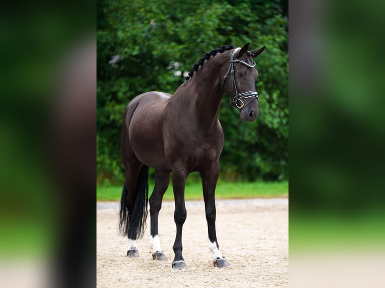 KWPN Wallach 10 Jahre 169 cm Rappe in Utrecht