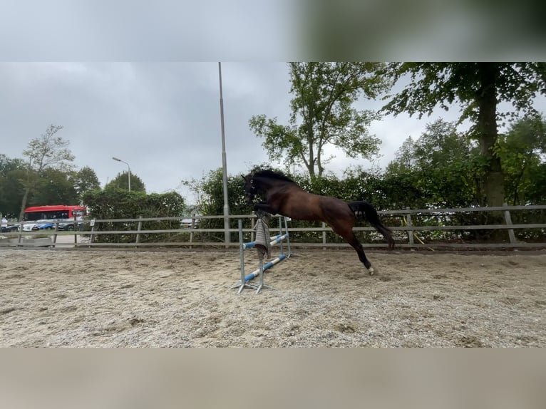 KWPN Wallach 10 Jahre 169 cm Schwarzbrauner in Delft