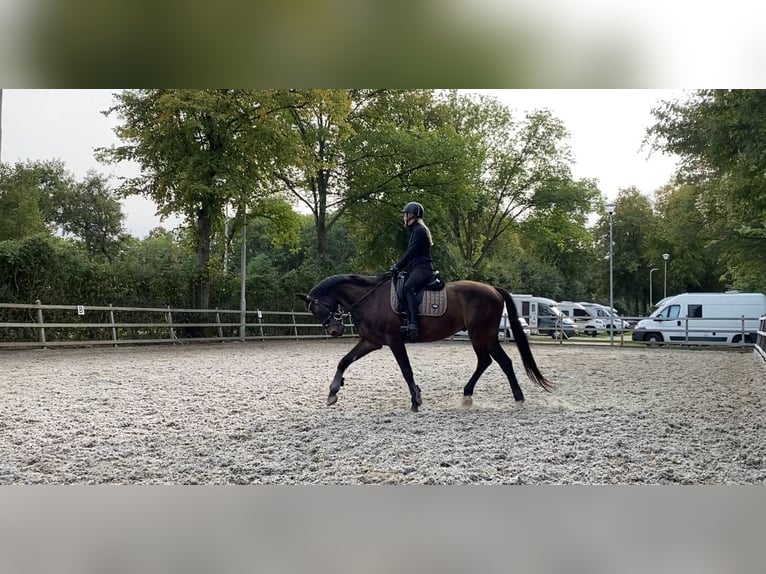 KWPN Wallach 10 Jahre 169 cm Schwarzbrauner in Delft
