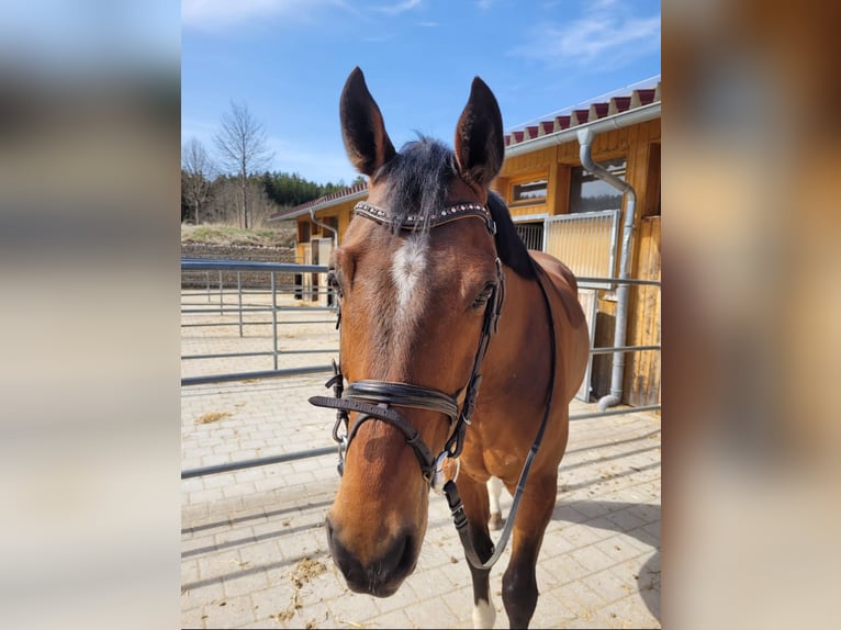 KWPN Wallach 10 Jahre 170 cm Brauner in K&#xF6;nigsfeld im Schwarzwald