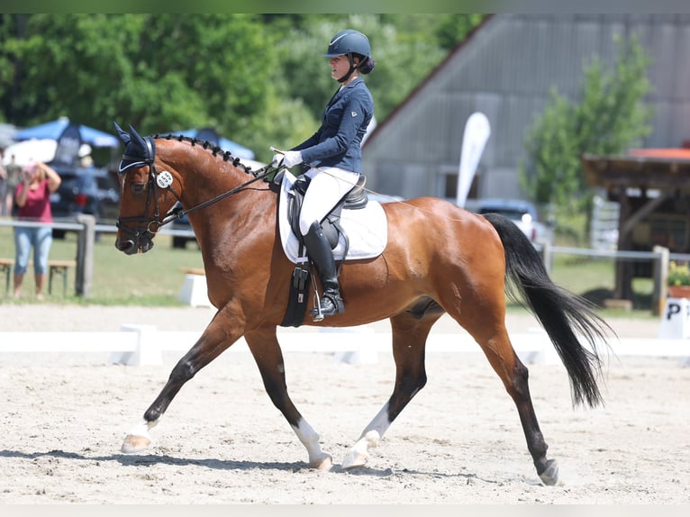 KWPN Wallach 10 Jahre 170 cm Brauner in K&#xF6;nigsfeld im Schwarzwald