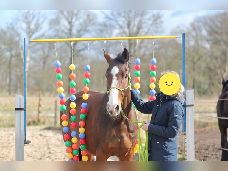 KWPN Wallach 10 Jahre 170 cm Brauner in Leer (Ostfriesland)
