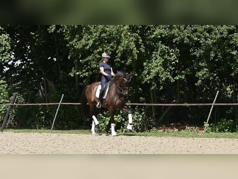 KWPN Wallach 10 Jahre 170 cm Brauner in Weert