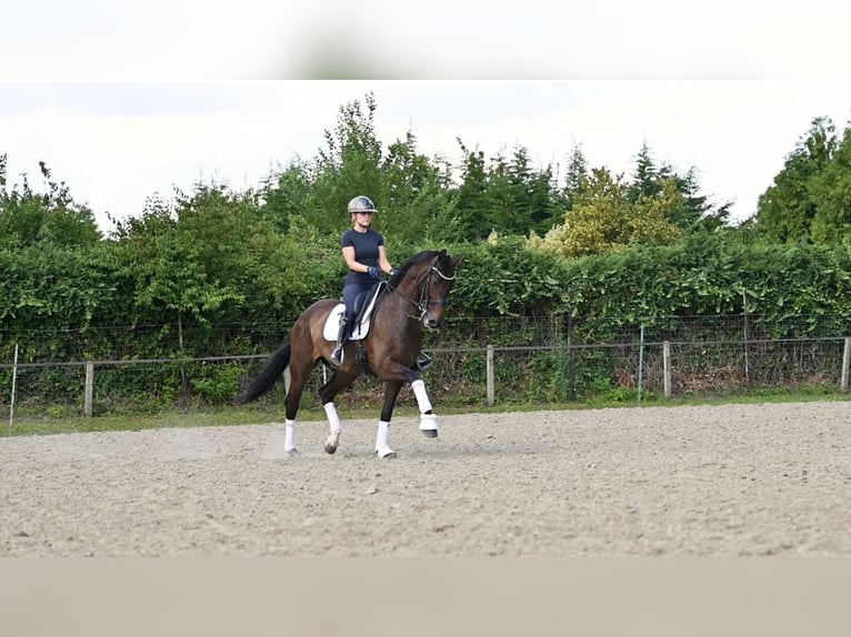 KWPN Wallach 10 Jahre 170 cm Brauner in Weert