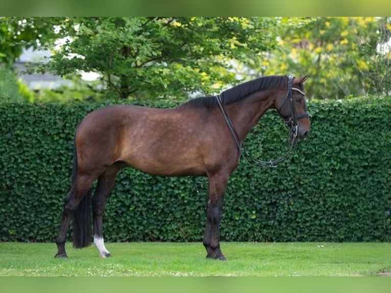 KWPN Wallach 10 Jahre 170 cm Brauner in Weert