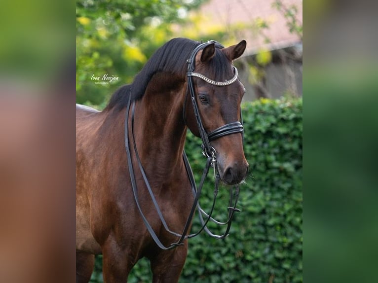KWPN Wallach 10 Jahre 170 cm Brauner in Weert
