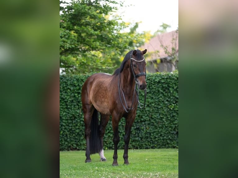KWPN Wallach 10 Jahre 170 cm Brauner in Weert