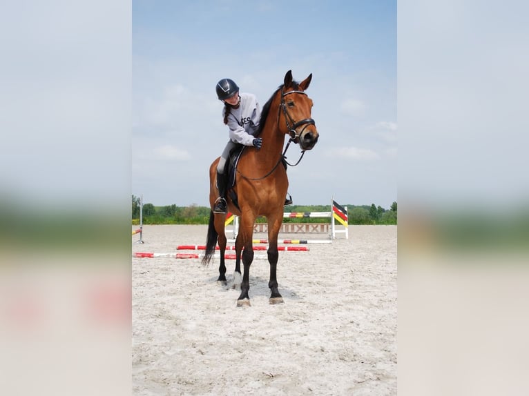 KWPN Wallach 10 Jahre 170 cm Brauner in Zottegem