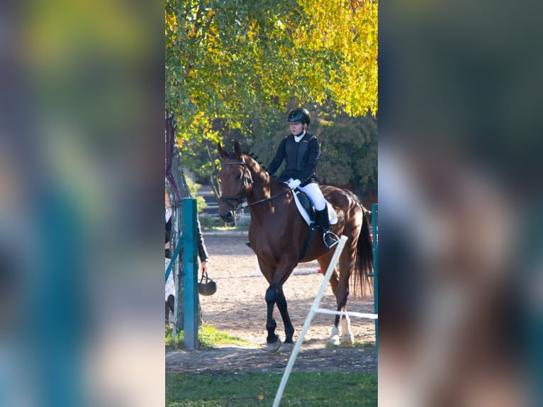 KWPN Wallach 10 Jahre 170 cm Brauner in Neunkirchen