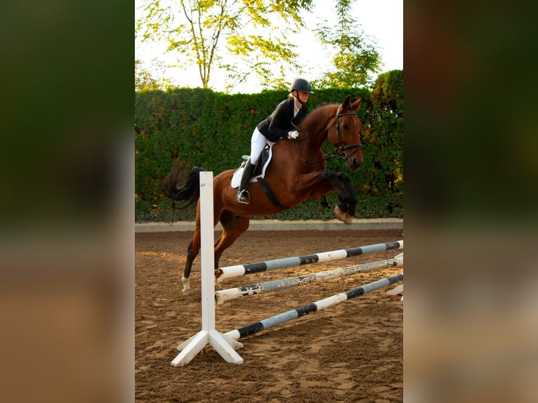 KWPN Wallach 10 Jahre 170 cm Brauner in Neunkirchen