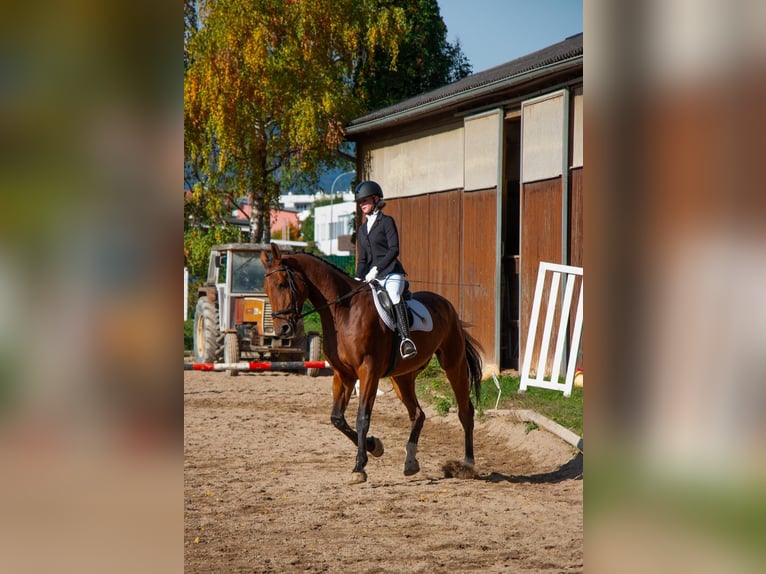 KWPN Wallach 10 Jahre 170 cm Brauner in Neunkirchen
