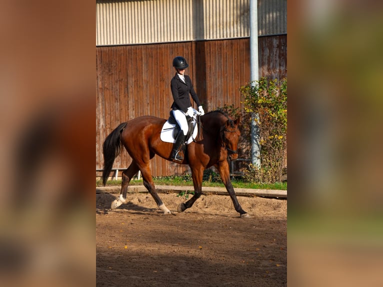 KWPN Wallach 10 Jahre 170 cm Brauner in Neunkirchen