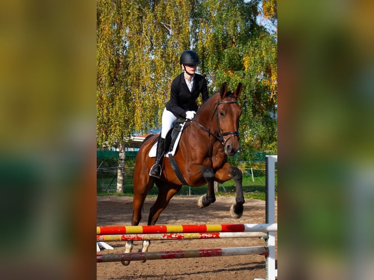 KWPN Wallach 10 Jahre 170 cm Brauner in Neunkirchen