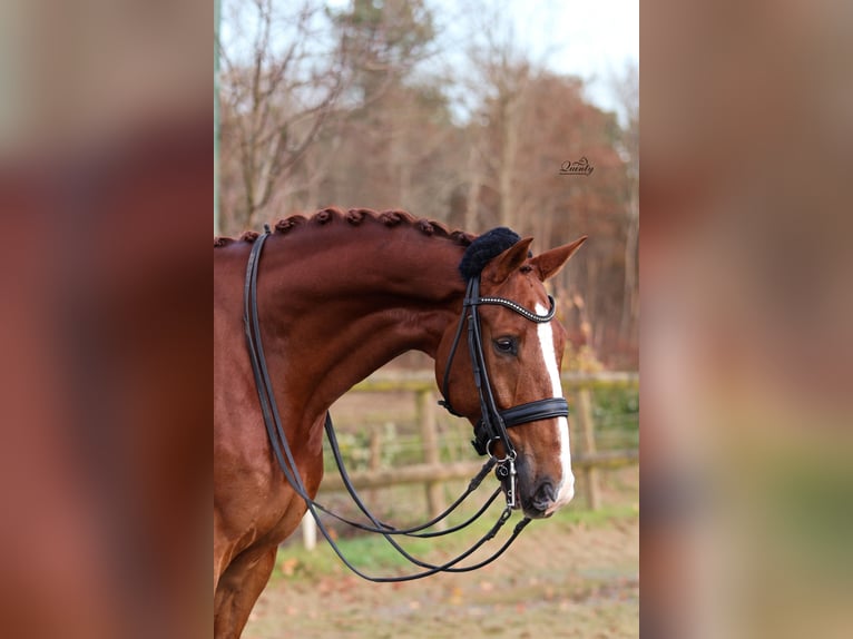 KWPN Wallach 10 Jahre 170 cm in Schijf