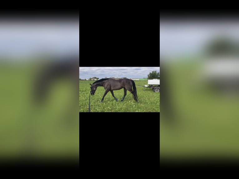KWPN Wallach 10 Jahre 170 cm Dunkelbrauner in Sankt Georgen am Leithagebirge KWPN Wallach 10 Jahre 170 cm Dunkelbrauner in Sankt Georgen am Leithagebirge