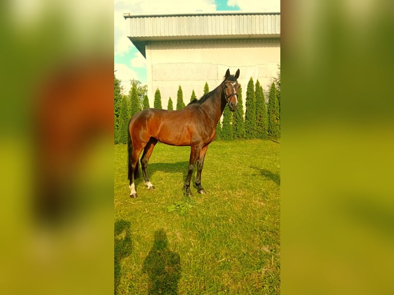 KWPN Wallach 10 Jahre 170 cm Dunkelbrauner in Pre&#x161;ov