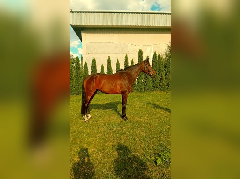 KWPN Wallach 10 Jahre 170 cm Dunkelbrauner in Pre&#x161;ov