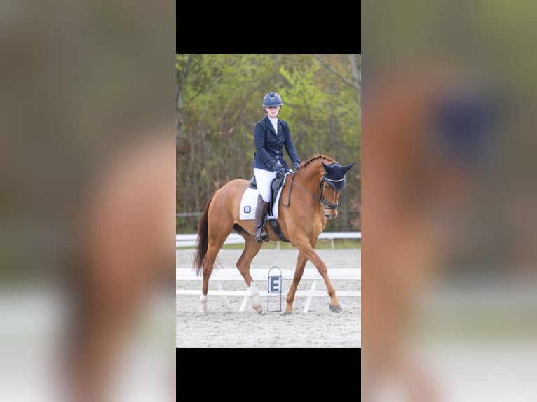 KWPN Wallach 10 Jahre 170 cm Fuchs in Messel