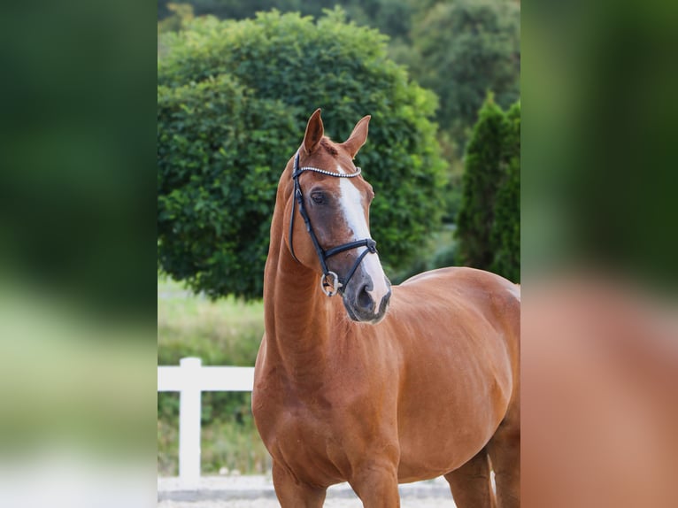 KWPN Wallach 10 Jahre 170 cm Fuchs in Schw&#xE4;bisch Hall