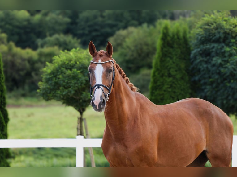 KWPN Wallach 10 Jahre 170 cm Fuchs in Schw&#xE4;bisch Hall