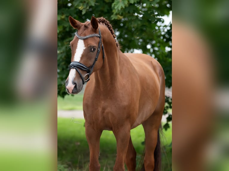 KWPN Wallach 10 Jahre 170 cm Hellbrauner in Peer