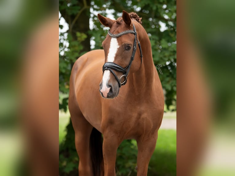 KWPN Wallach 10 Jahre 170 cm Hellbrauner in Peer