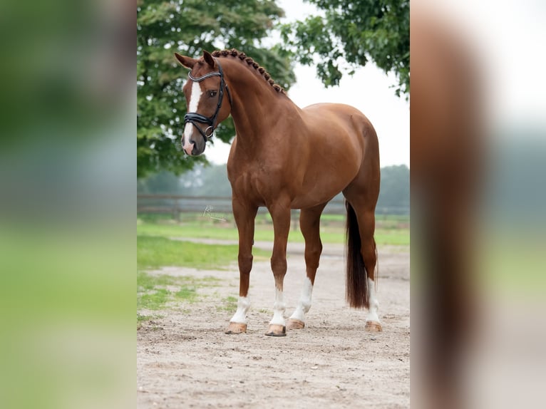 KWPN Wallach 10 Jahre 170 cm Hellbrauner in Peer