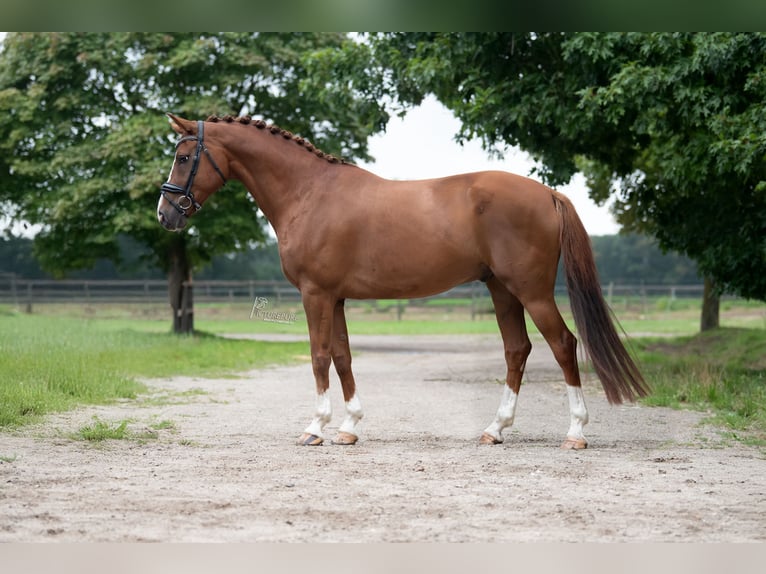 KWPN Wallach 10 Jahre 170 cm Hellbrauner in Peer