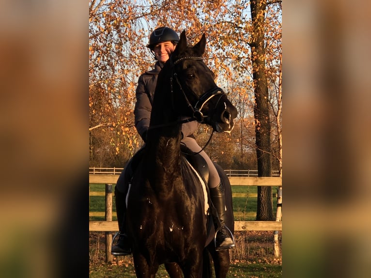 KWPN Wallach 10 Jahre 170 cm Rappe in Bree