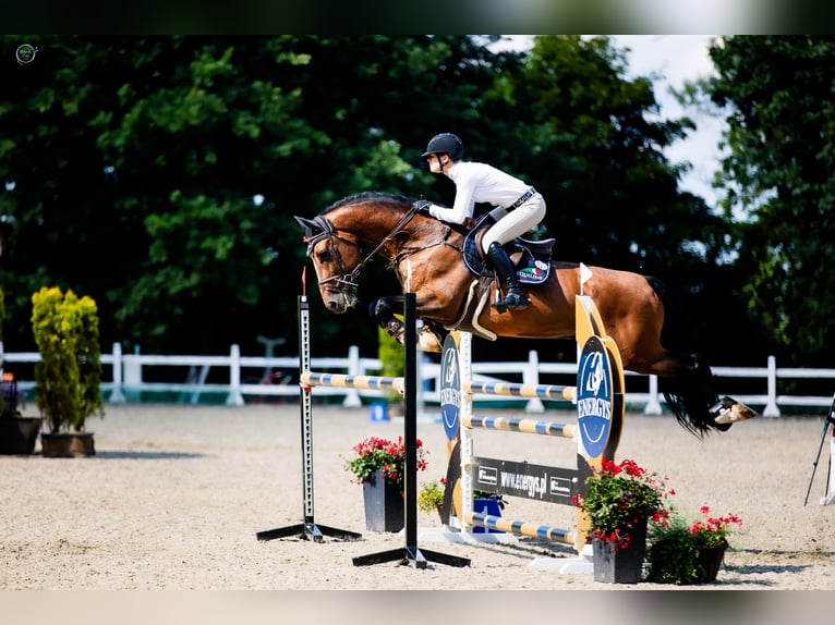 KWPN Wallach 10 Jahre 170 cm Rotbrauner in Krubiczew 19A