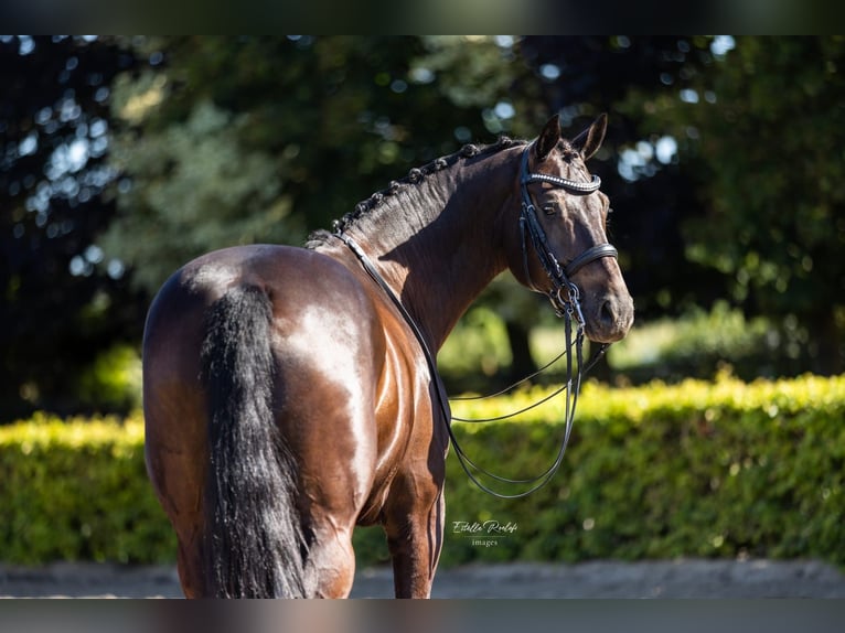 KWPN Wallach 10 Jahre 170 cm Schwarzbrauner in Otterlo