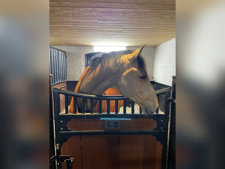 KWPN Wallach 10 Jahre 171 cm Brauner in Oosterbeek