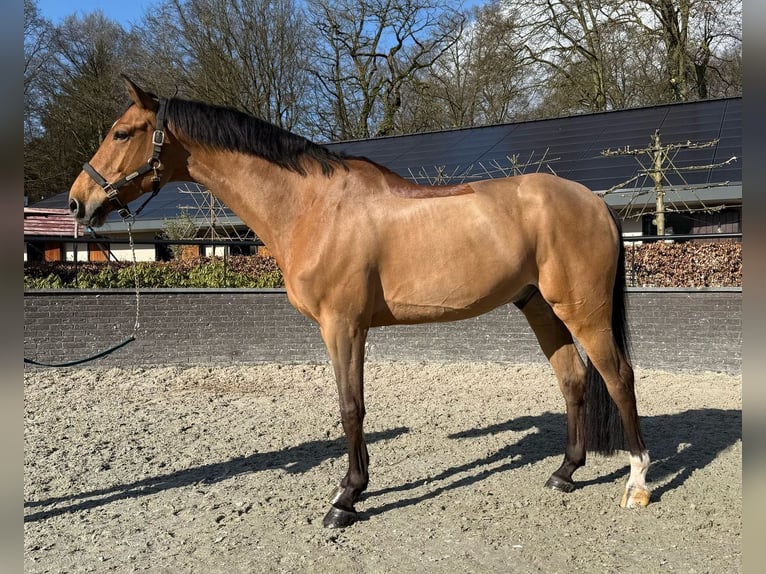 KWPN Wallach 10 Jahre 171 cm Brauner in Oosterbeek