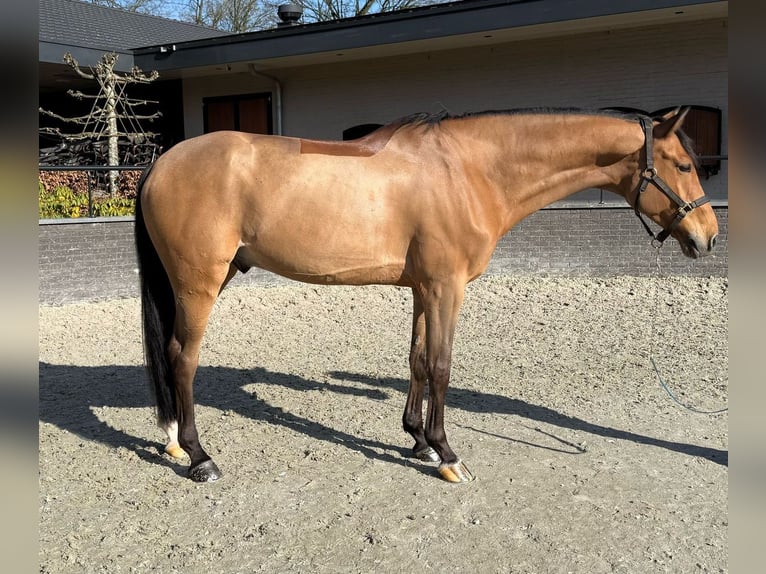 KWPN Wallach 10 Jahre 171 cm Brauner in Oosterbeek