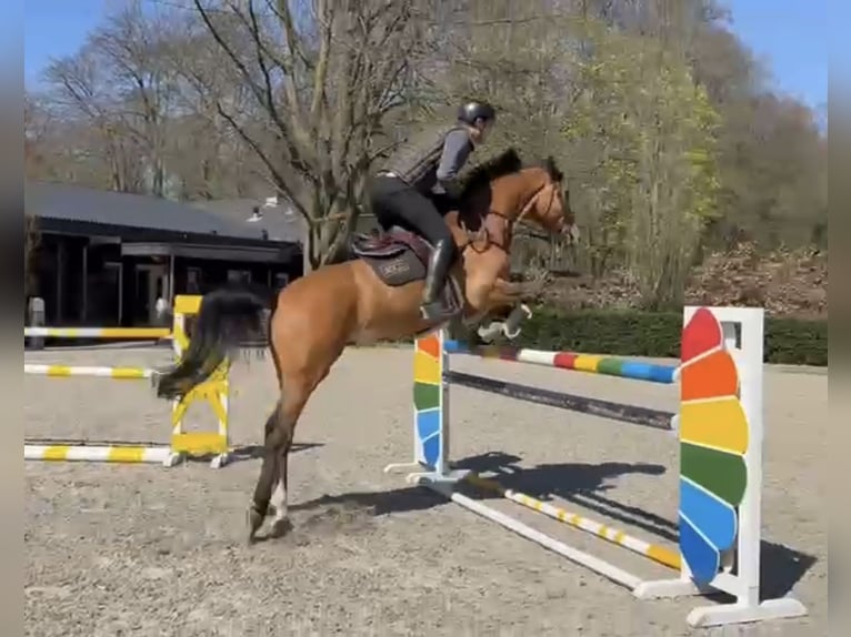 KWPN Wallach 10 Jahre 171 cm Brauner in Oosterbeek