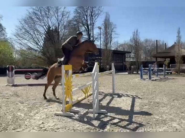 KWPN Wallach 10 Jahre 171 cm Brauner in Oosterbeek