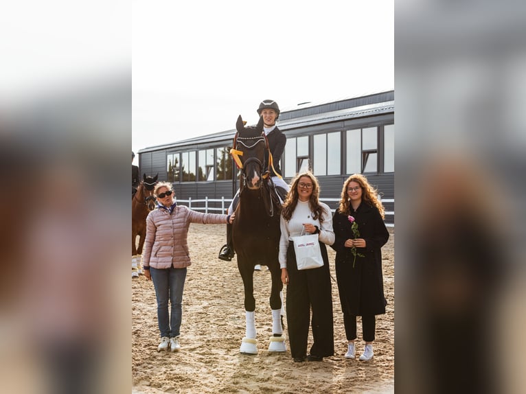 KWPN Wallach 10 Jahre 171 cm Rappe in Vilnius