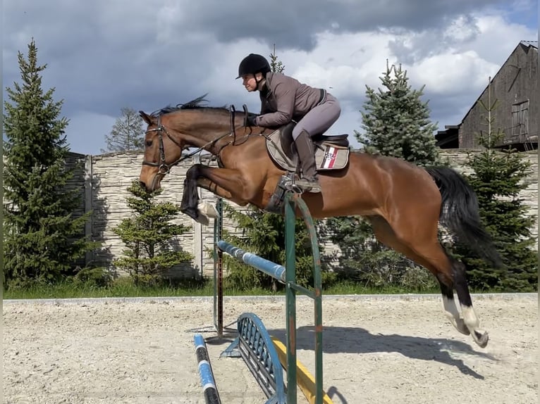 KWPN Wallach 10 Jahre 171 cm Rotbrauner in Paruszka