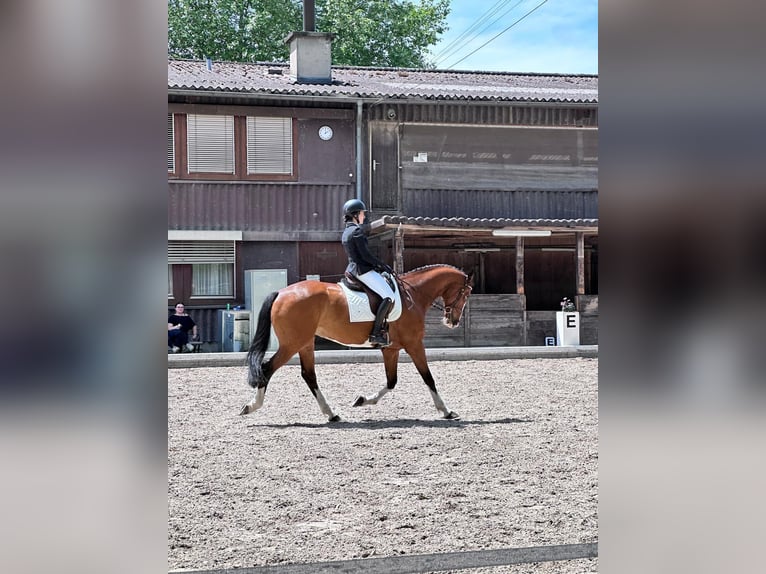 KWPN Wallach 10 Jahre 172 cm Brauner in Dielsdorf