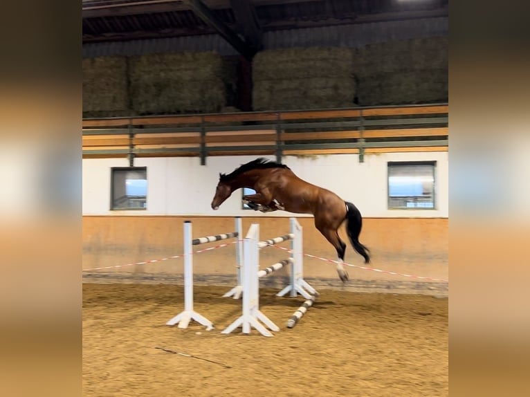 KWPN Wallach 10 Jahre 172 cm Brauner in Dielsdorf
