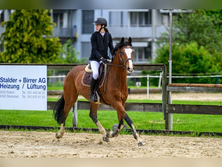 KWPN Wallach 10 Jahre 172 cm Brauner in Dielsdorf