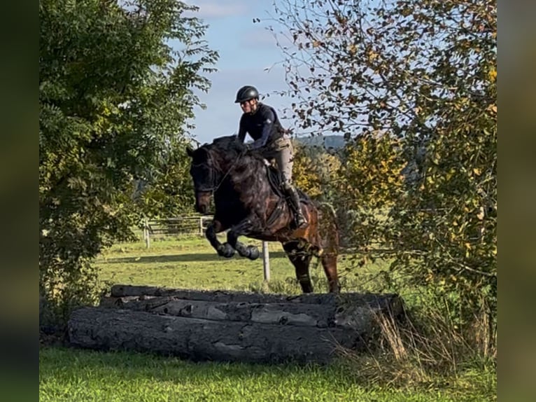 KWPN Wallach 10 Jahre 172 cm Dunkelbrauner in Burggen