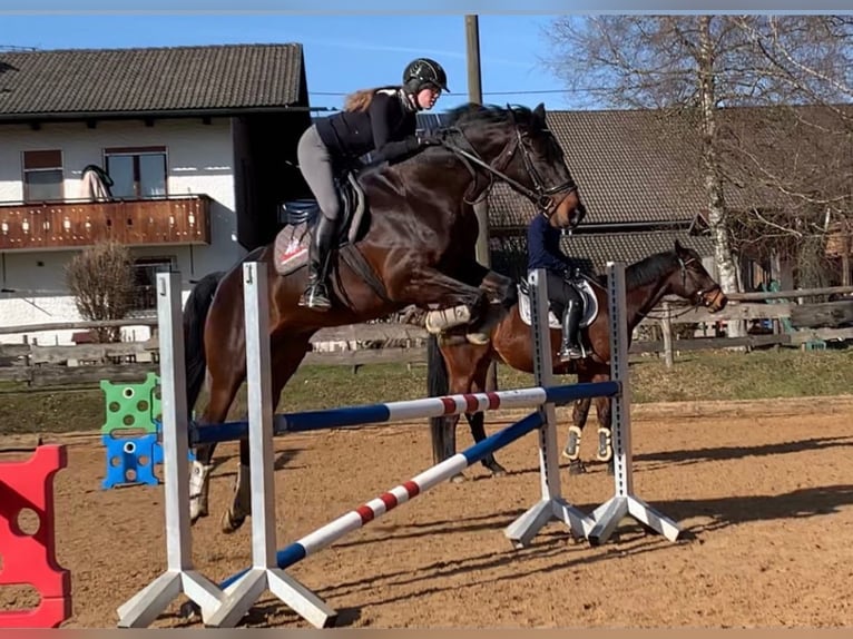KWPN Wallach 10 Jahre 172 cm Dunkelbrauner in Burggen