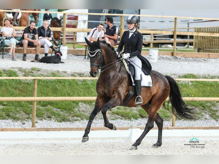 KWPN Wallach 10 Jahre 172 cm Dunkelbrauner in Burggen