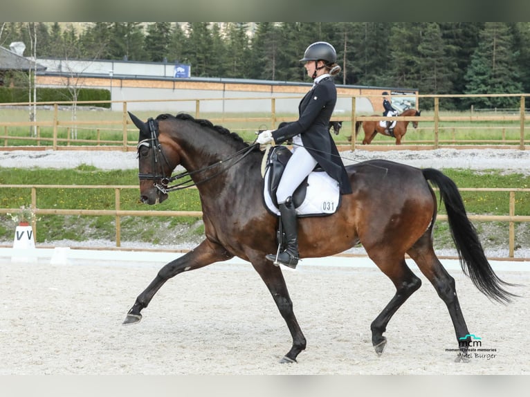 KWPN Wallach 10 Jahre 172 cm Dunkelbrauner in Burggen