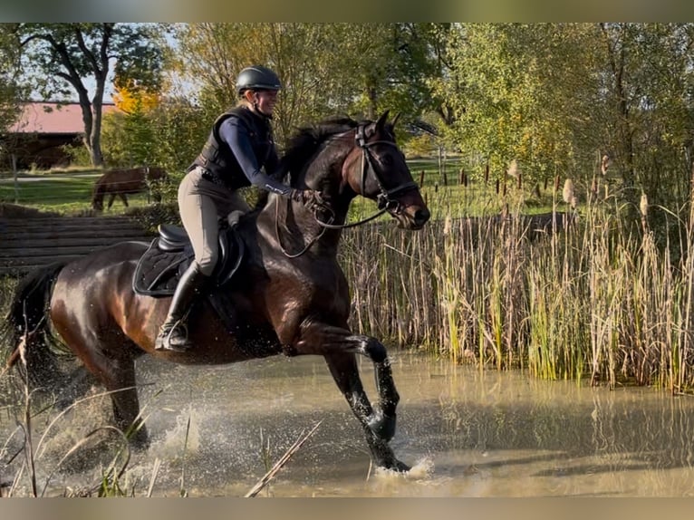 KWPN Wallach 10 Jahre 172 cm Dunkelbrauner in Burggen
